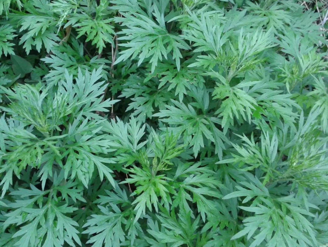 艾草