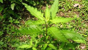 鼻血草