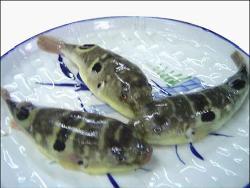 鲃鱼