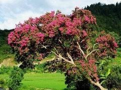饱饭花枝叶图册