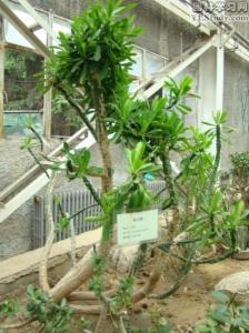 霸王鞭培养
