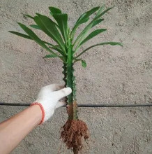 霸王鞭