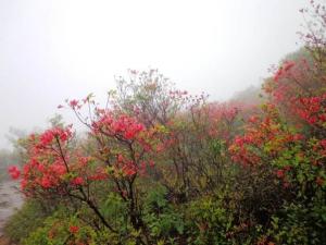 遍山红