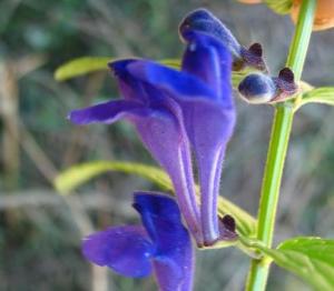 薄叶黄苓 花