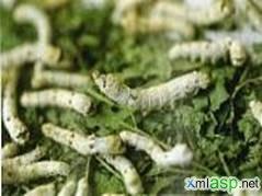 蓖麻蚕