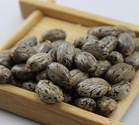 蓖麻子