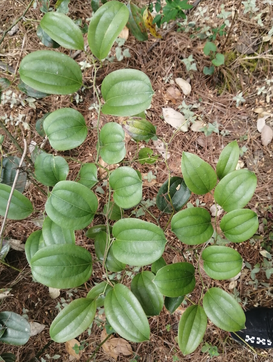 菝葜