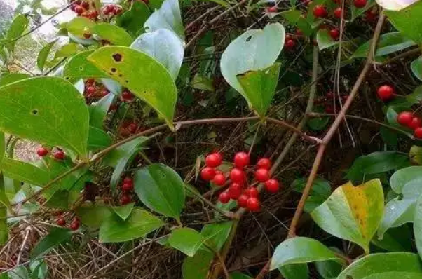 菝葜
