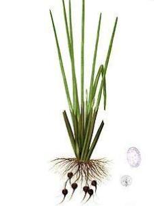 荸荠