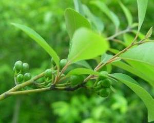 荜澄茄