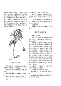 篦子舒筋草