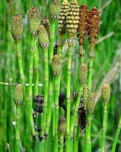 笔筒草