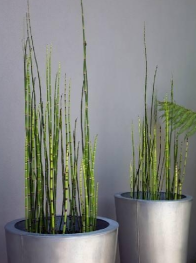 笔筒草