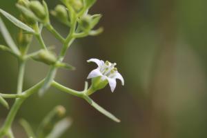 百蕊草
