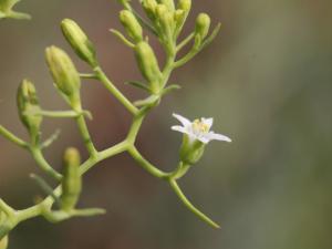 百蕊草
