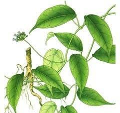 百灵草