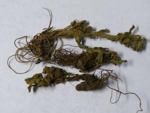 百灵草