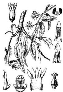百灵草