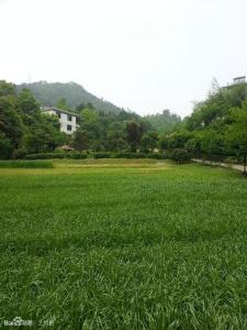百灵草