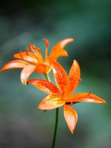 百合（百合科百合属植物）