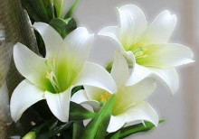 百合