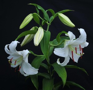 百合