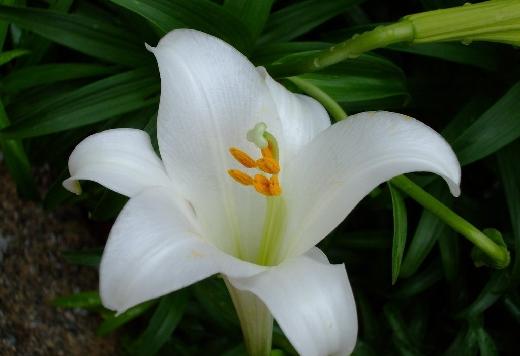 百合