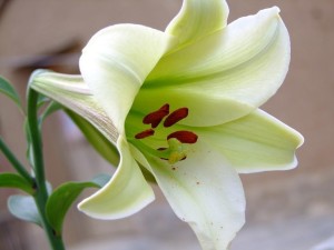 百合