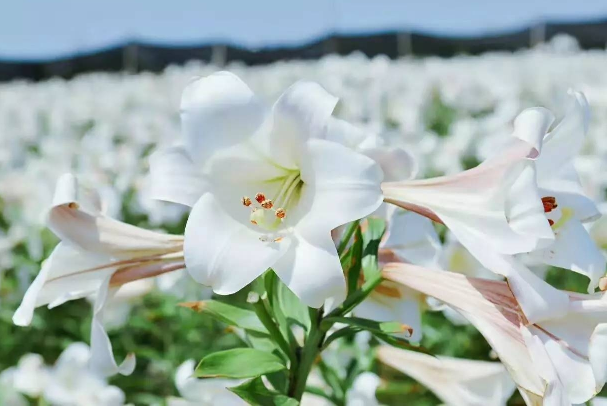 百合花