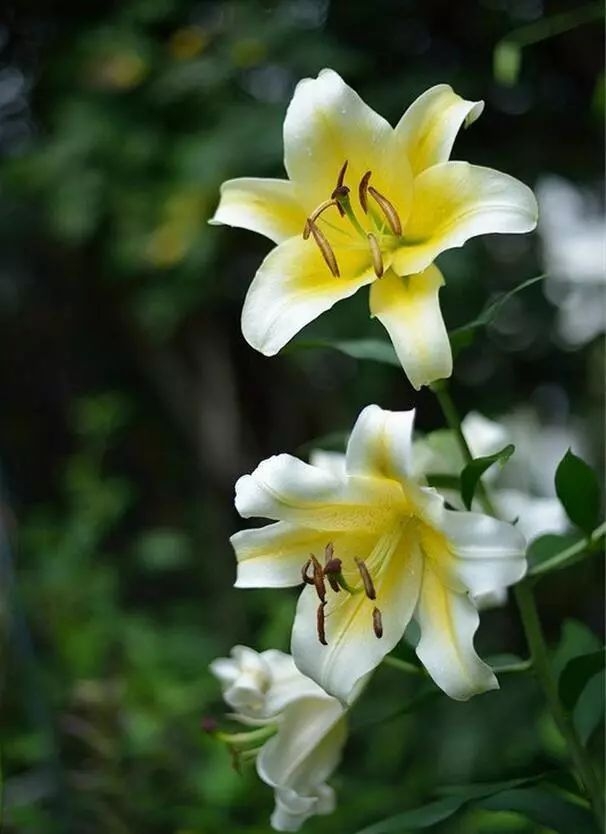 百合