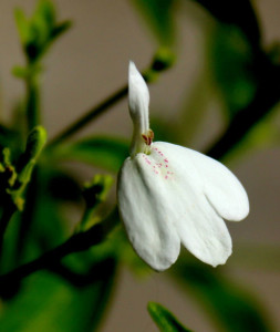 白鹤灵芝