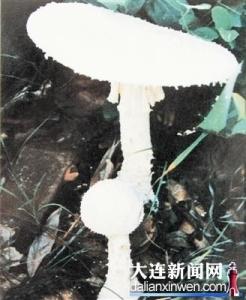 角鳞白鹅膏菌