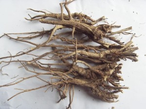 白鲜皮