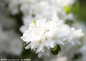 大白花杜鹃形态图