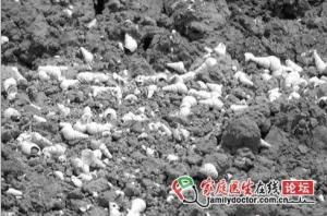 白螺蛳壳