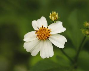 白花鬼针草