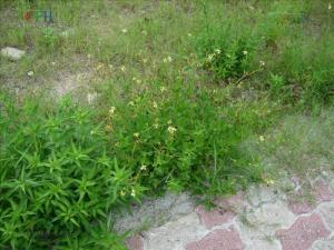 白花鬼针草