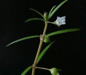 白花蛇舌草