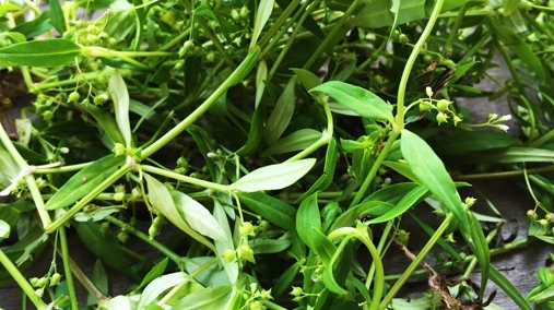 白花蛇舌草
