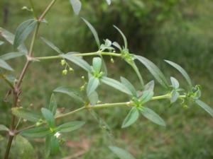 白花蛇舌草图片