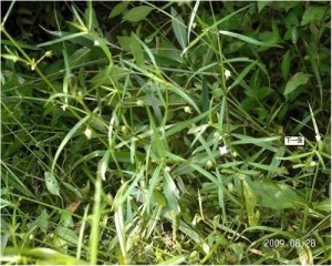 白花蛇舌草图片