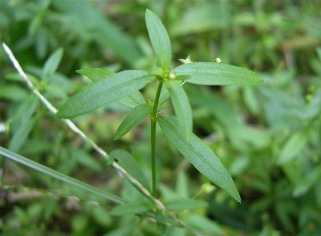白花蛇舌草