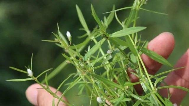 白花蛇舌草