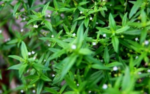 白花蛇舌草