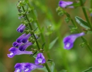 白花蛇舌草