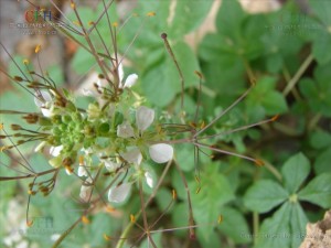 白花菜