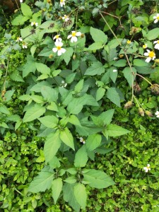 白花菜