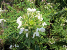 白花菜