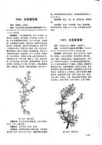 白花猪母菜