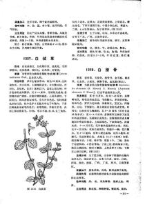 白绒草
